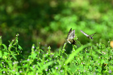 Swallowtail rests on a small flower and another flying one coming behind it.