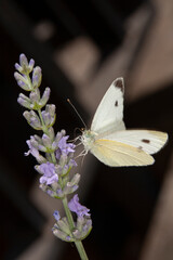 Farfalla