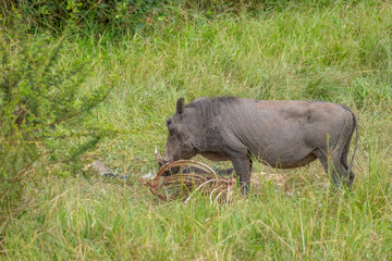 A warthog (Phacochoerus africanus) scavenging on a carcass , Lake Mburo National Park, Uganda.