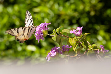 Farfalla