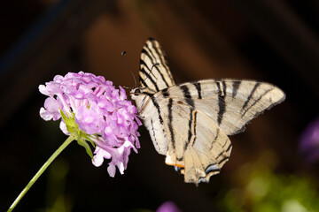 Farfalla