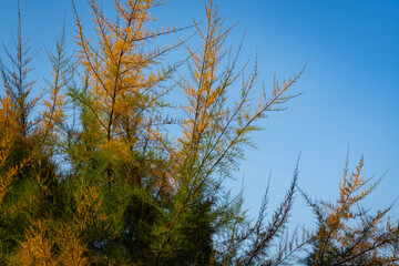 Multicolored yellow and green branches of Tamarix tetrandra or Four Stamen Tamarisk against blue autumn sky. Close-up. Perfect gentle natural concept for autumn background design. Place for your text.