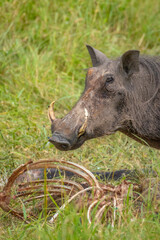 A warthog (Phacochoerus africanus) scavenging on a carcass , Lake Mburo National Park, Uganda.	
