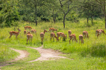A herd of impala (Aepyceros melampus) grazing, Lake Mburo National Park, Uganda.