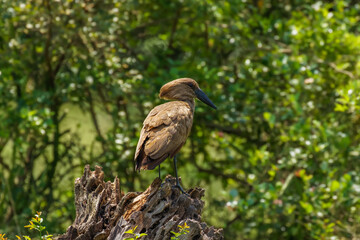 Hamerkop (Scopus umbretta), Lake Mburo National Park, Uganda.