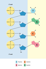DNA structure, Partial chemical structure, Nitrogenous base and Sugar phosphate backbone, Molecular biology