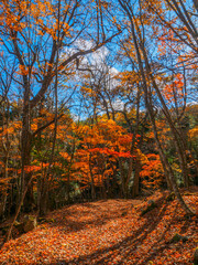 Mountain trail covered with fallen leaves (Tochigi, Japan)