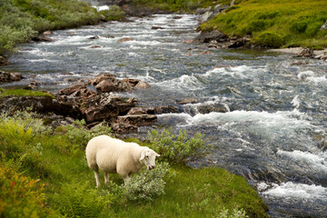 Naklejka na ściany i meble A lonely sheep is grazing freely alone on a highland, close to a mountain river in Norway