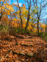 Mountain trail covered with fallen leaves (Tochigi, Japan)