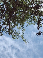branches against blue sky