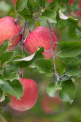 秋の風景　リンゴ畑