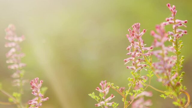 Common fumitory, drug fumitory or earth smoke.