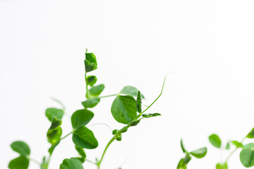 green young sprouts of green peas on a white background
