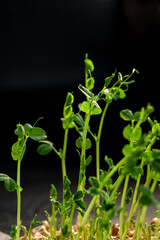 green young sprouts of green peas growing on a linen mat at home