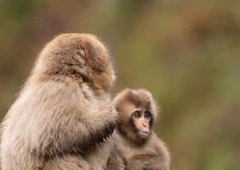 寄り添うニホンザルの親子　地獄谷野猿公苑
