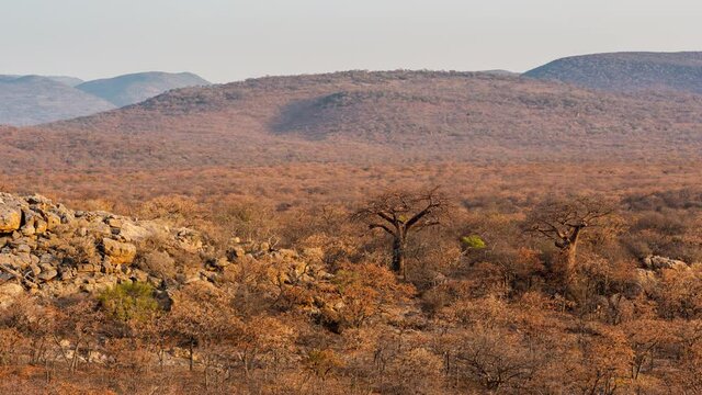Slow linear timelapse of dry African landscape with scattered Baobabs, rocky hills and distant mountains against blue sky with scattered clouds as sun sets, dip to black, Nwanedi, Limpopo, South Afric