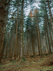 Moss covered branches, roots and trees in a Swiss alpine forest. The moss covers the ground and woodland as autumn leaves cover the forest floor.