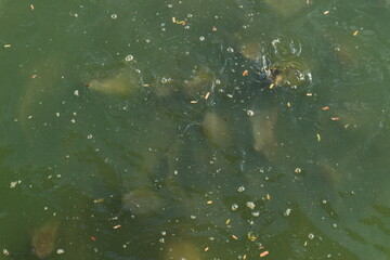 Many catfish in the swamp at the public park.