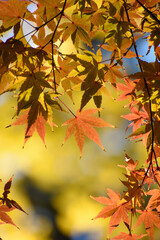 多聞院（埼玉県）の紅葉