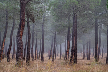 resin extraction in a Pinus pinaster forest, Montes de Coca, Segovia, Spain