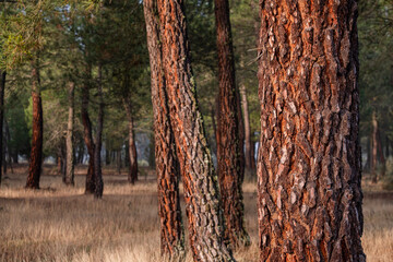 resin extraction in a Pinus pinaster forest, Montes de Coca, Segovia, Spain
