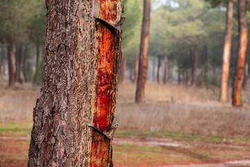 resin extraction in a Pinus pinaster forest, Montes de Coca, Segovia, Spain