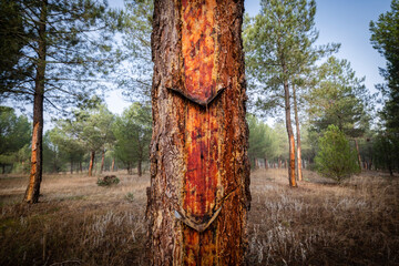 resin extraction in a Pinus pinaster forest, Montes de Coca, Segovia, Spain