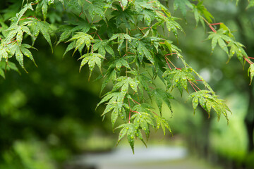 雨に濡れた青もみじ
