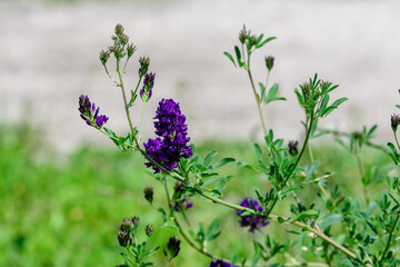Large green bush with fresh blue flowers of Medicago sativa plant, commonly known as Alfalfa or lucerne in a garden in a sunny summer day, beautiful outdoor floral background.