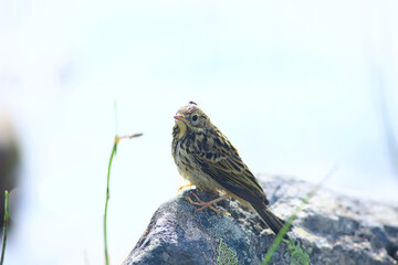 little wagtail bird chick, wildlife bird sitting on a stone