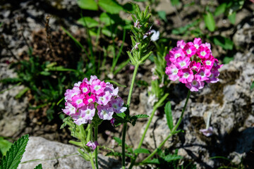 Small pink flowers of verbena plant in a sunny summer garden, beautiful outdoor floral background photographed with soft focus.