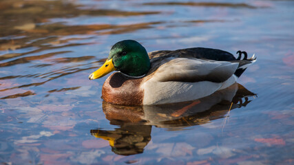 Stockente auf dem See