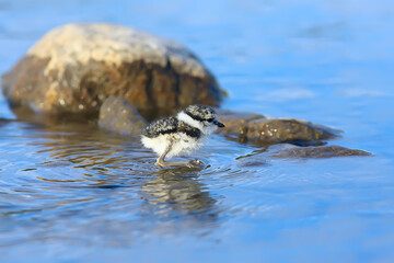 little cute chick / little gull in the wild, beautiful chick in the wild