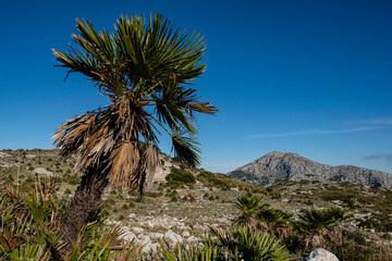 Fototapeta na wymiar little palm, puig Galatzo, Estellencs, Mallorca, Balearic Islands, Spain