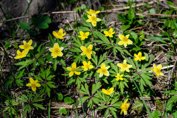 Close up of delicate yellow flowers of Ranunculus repens plant commonly known as .the creeping buttercup, creeping crowfoot or sitfast, in a garden in a sunny spring day, floral background