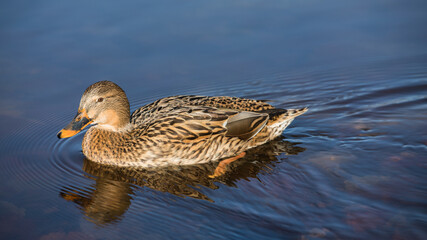 Stockente im See