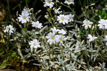 Many delicate white flowers of evergreen perennial Cerastium tomentosum plant in a sunny spring garden, beautiful outdoor floral background photographed with soft focus.