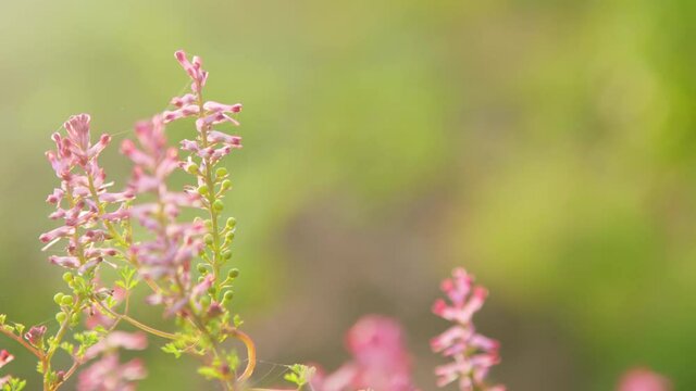 Beautiful close-up view of fumitories flower plant.