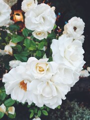 bouquet of white roses