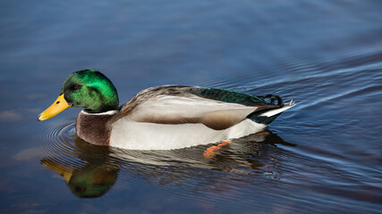 Fototapeta premium Stockente im Wasser