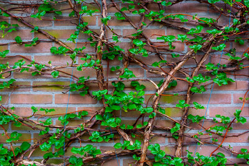 Rośliny na murze tekstura