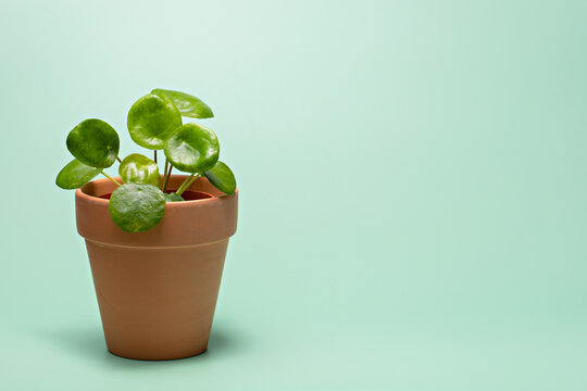 Chinese money plant (Pilea Peperomioides), potted plant on pastel green background. Houseplant for minimal creative home decor concept.