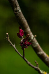 pink bud