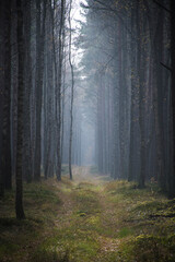 Foggy autumnal morning in an old pine forest near Nidzica, Mazury region, Poland. Foggy landscape and mystical mood. Selective focus on the plants, blurred background.