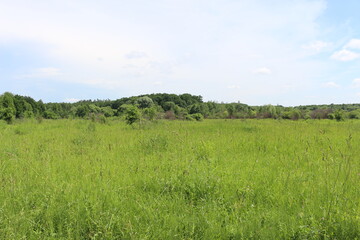 
The shrub grows on the edge of the forest. Everything around is greener.