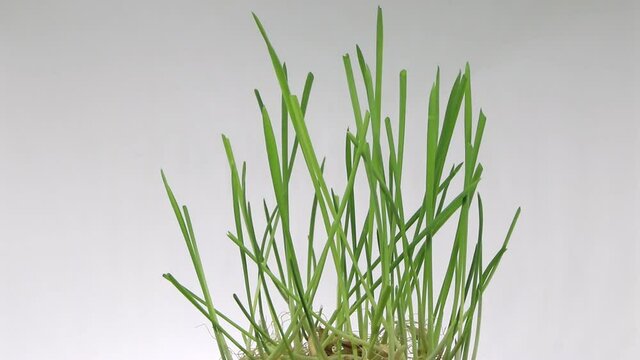 Micro grass wheat and rye rotating macro