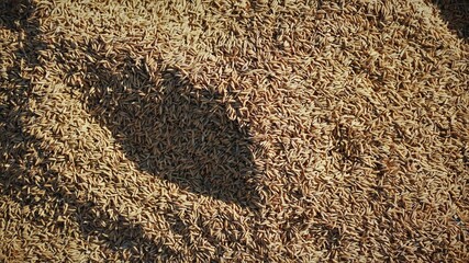 Background from the paddy and the golden grain of the grain and the close up of the heap.