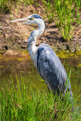 African Black-headed heron at a water hole