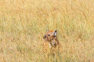 Hyena looking up from the tall grass on the savannah