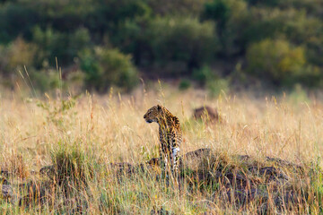 Leopard on the savannah looking aside